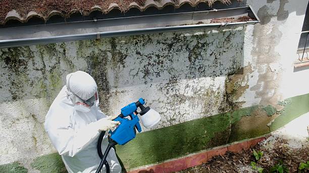 Trusted Mold Remediation service in Saint Joseph, MI - Cheap Mold Removal